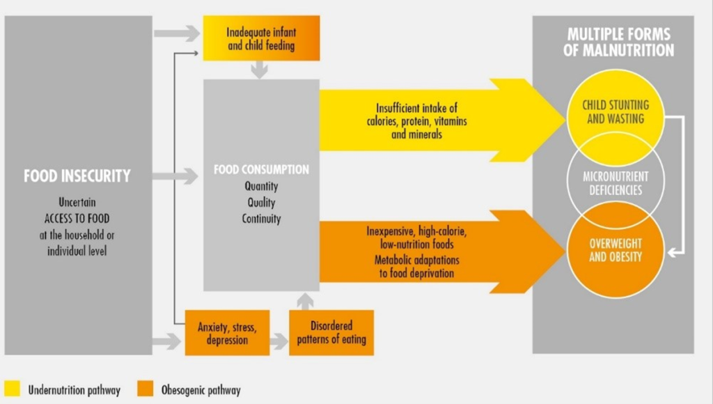 Infographic showing pathways from inadequate food access to multiple forms of malnutrition. Food insecurity is linked to inadequate infant and child feeding, food consumption, and anxiety, stress and depression. These are then linked to disordered patterns of eating, insufficient intake, low nutrition foods, then multiple forms of malnutrition including child stunting and wasting, micronutrient deficiencies and overweight and obesity