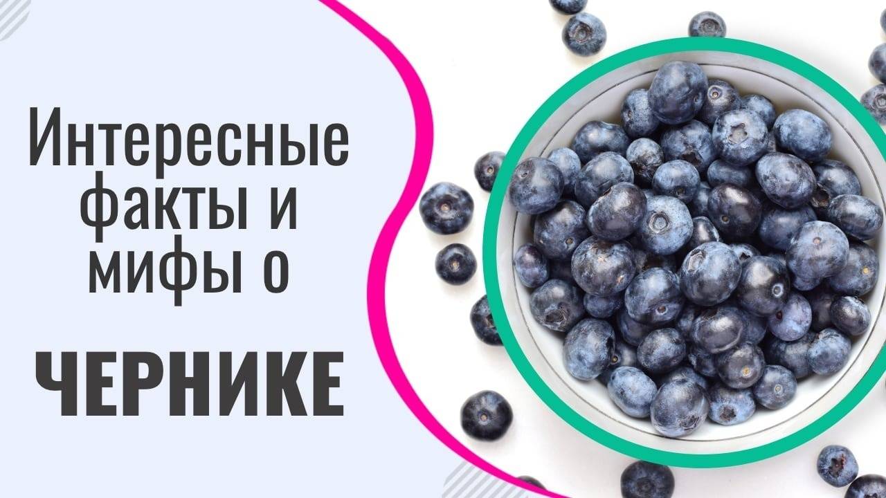 Польза и вред черники: интересные факты, о которых вы не знали