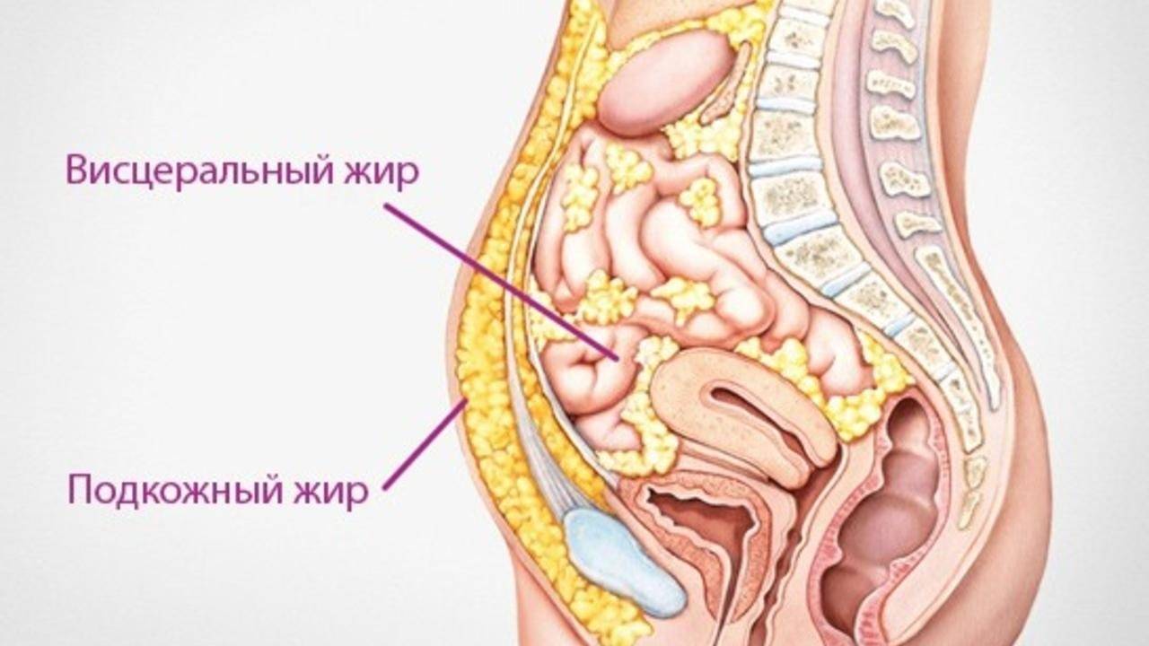 Что такое висцеральный жир и как от него избавиться