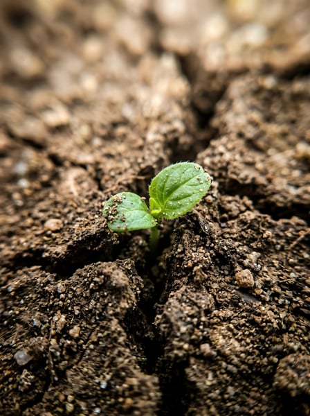 BROTO PLANTA NASCENDO TERRA SECA CRESCIMENTO 1