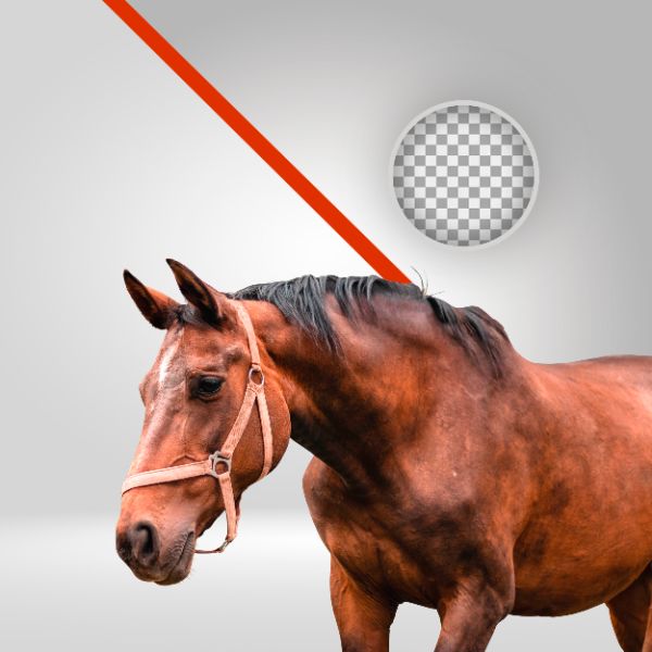 CAVALO VERMELHO 04, CAVALO PNG, VAQUEJADA, CAVALGADA, PECUÁRIA, ALAZÃO, PEGA DE BOI