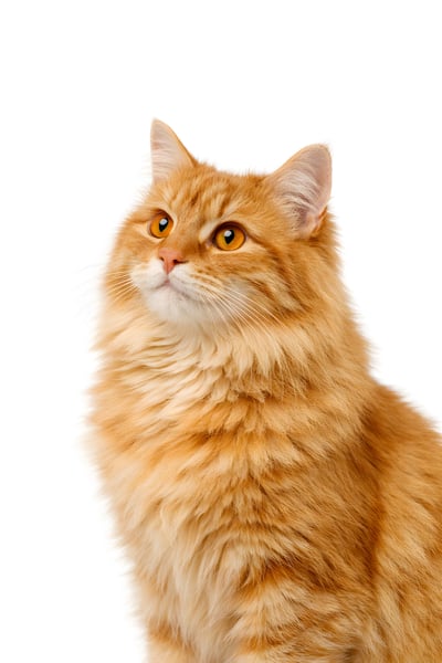 GATO PELUDO LARANJA 02