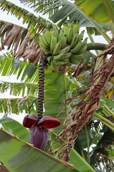 FOTOGRAFIA NATUREZA VEGETAÇÃO PLANTAS 9