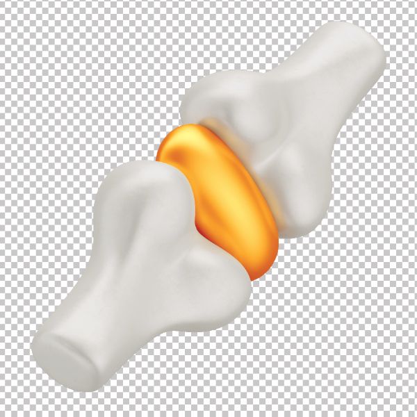 ASSET 3D - OSSO LIGAMENTO EM 3D COM FUNDO TRANSPARENTE