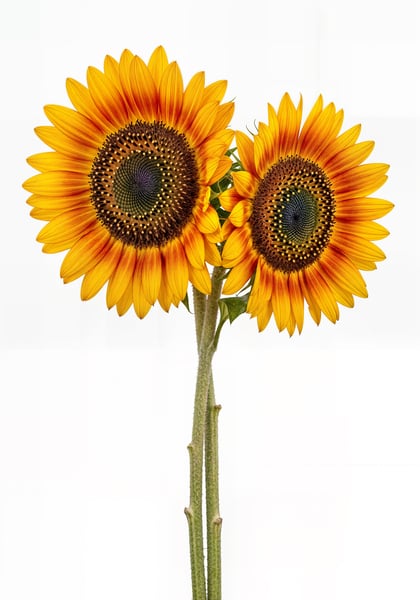 GIRASSOL FLOR 01