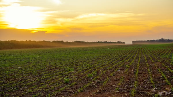 LAVOURA DE SOJA HORIZONTAL