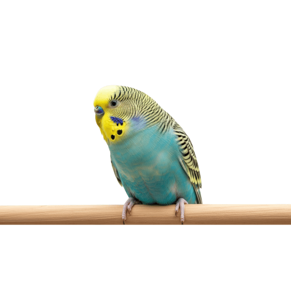 PERIQUITO EM GALHO DE MADEIRA