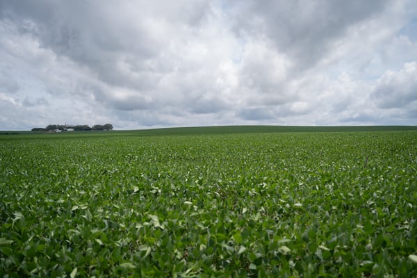 LAVOURA DE SOJA DRONE