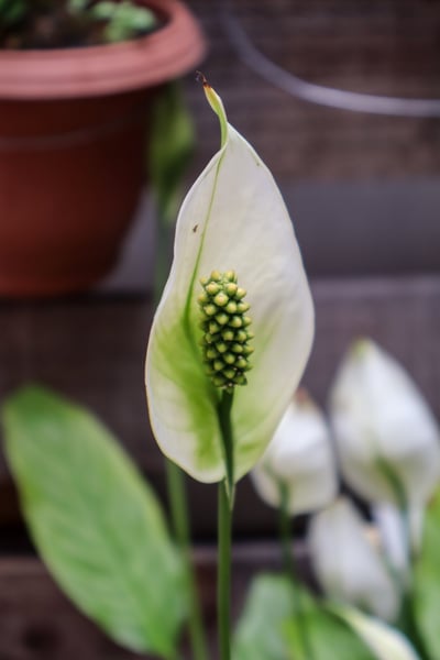 FOTO DE PLANTA PARA COMPOSIÇÃO 2