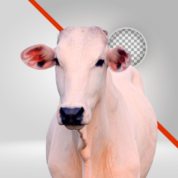 BOI BRANCO 01, NELORE PNG, VACA, BEZERRO, PECUÁRIA, AGRO, BOVINO, FUNDO REMOVIDO