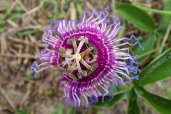 FOTOGRAFIA NATUREZA VEGETAÇÃO PLANTAS 18