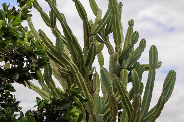 FOTOGRAFIA NATUREZA VEGETAÇÃO PLANTAS 22