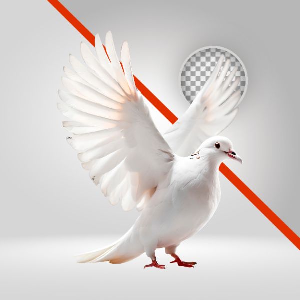POMBA BRANCA, FUNDO TRANSPARENTE, SÍMBOLO CRISTÃO, SEMANA SANTA, PAZ, POMBO, AVE, ELEMENTO PNG, PÁSCOA, EVANGÉLICO