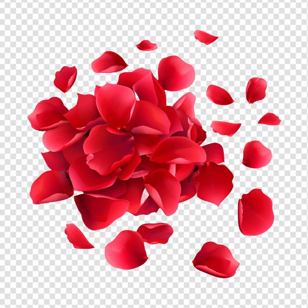 PETALAS DE FLORES, ROSA VERMELHA, IMAGEM SEM FUNDO - PNG