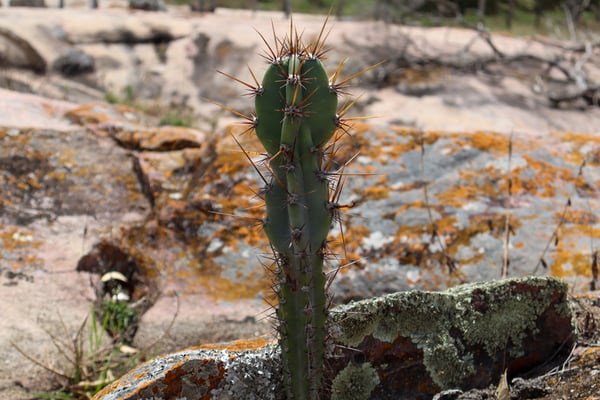 FOTOGRAFIA NATUREZA VEGETAÇÃO PLANTAS 24
