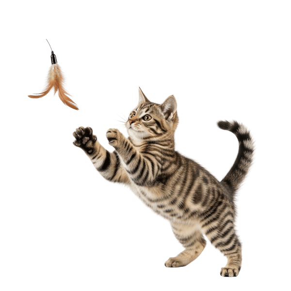 GATINHO BRINCANDO COM BRINQUEDO DE PENAS