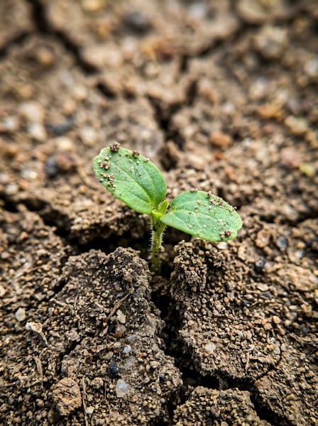 BROTO PLANTA NASCENDO TERRA SECA CRESCIMENTO 3