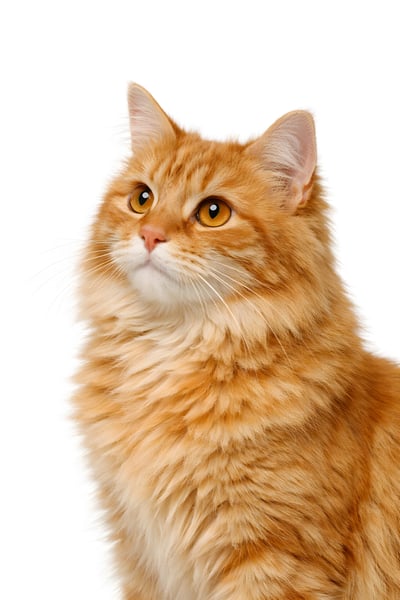 Gato peludo laranja 03