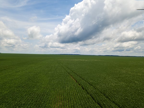 LAVOURA DE SOJA DRONE