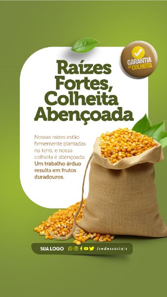 STORY - AGRONEGÓCIO - RAIZES FORTES, COLHEITA ABENÇOADA