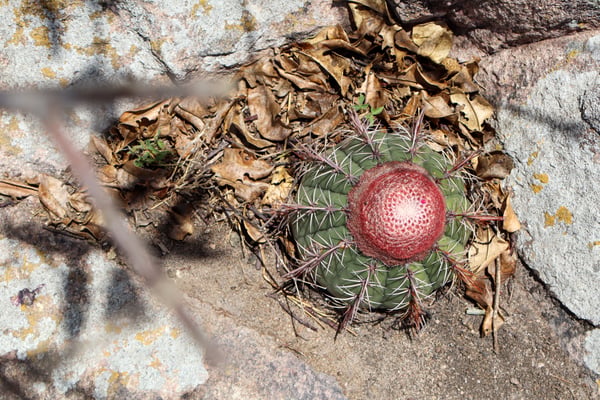 FOTOGRAFIA NATUREZA VEGETAÇÃO PLANTAS 25