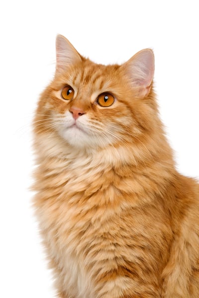 Gato peludo laranja 01