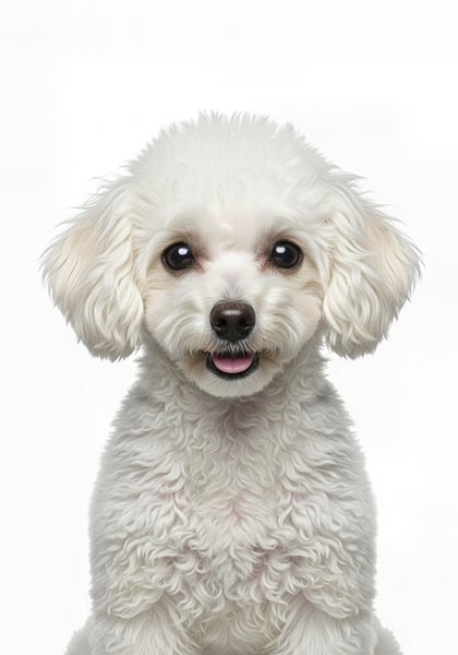 Cachorro retrato fundo branco