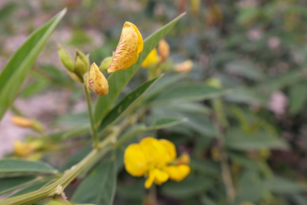 FOTOGRAFIA NATUREZA VEGETAÇÃO PLANTAS 10