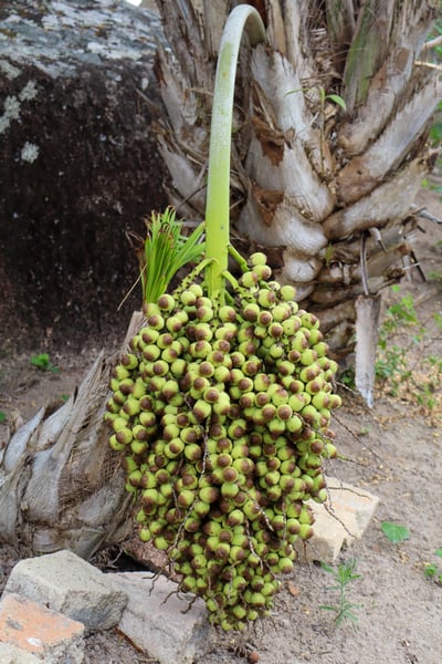 FOTOGRAFIA NATUREZA VEGETAÇÃO PLANTAS 15