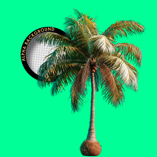 136 - 01 PÉ DE COCO