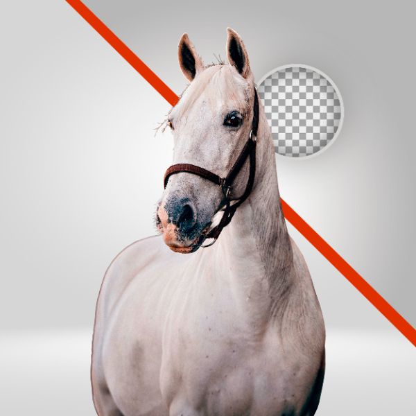 CAVALO BRANCO 01, CAVALO PNG, VAQUEJADA, ALAZÃO, CORCEL, CAVALGADA, AGRO