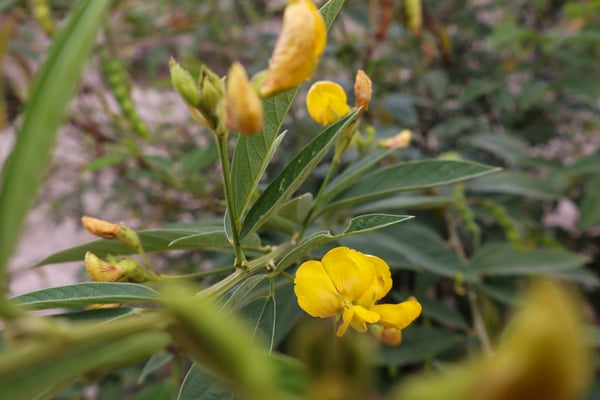 FOTOGRAFIA NATUREZA VEGETAÇÃO PLANTAS 11
