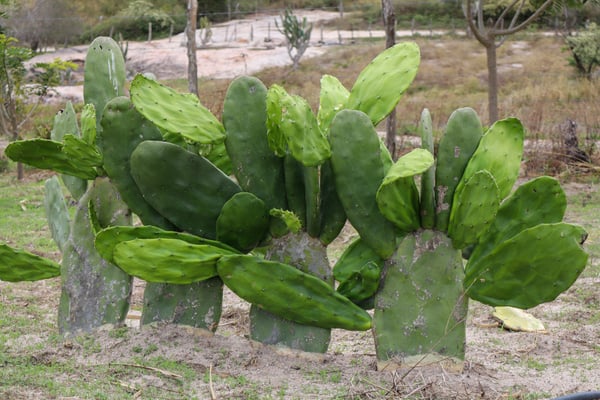 FOTOGRAFIA NATUREZA VEGETAÇÃO PLANTAS 20
