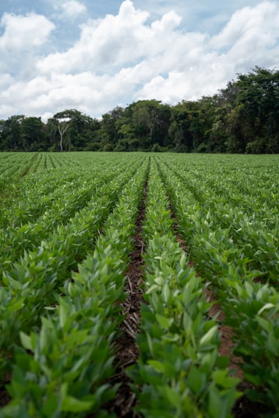LAVOURA DE SOJA VERTICAL