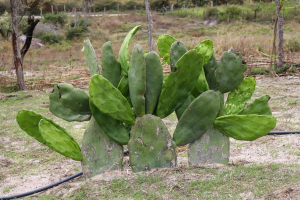 FOTOGRAFIA NATUREZA VEGETAÇÃO PLANTAS 21