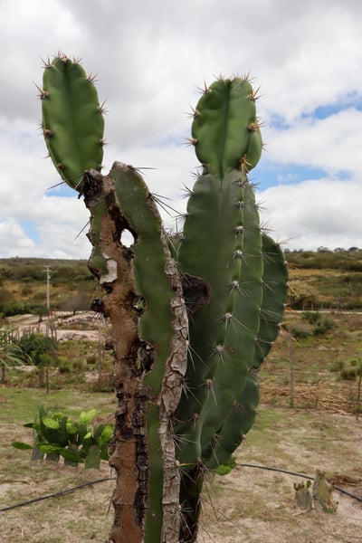 FOTOGRAFIA NATUREZA VEGETAÇÃO PLANTAS 19