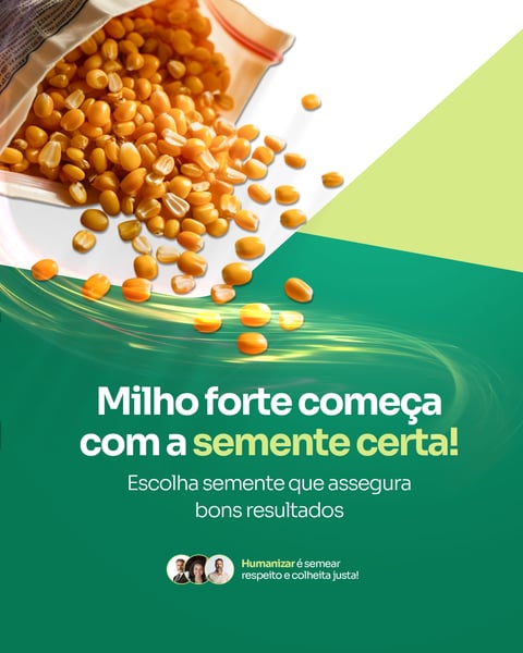 CONSULTORIA AGRONÔMICA - SEMENTE DE MILHO