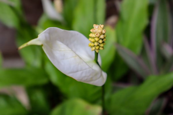 FOTO DE PLANTA PARA COMPOSIÇÃO 3