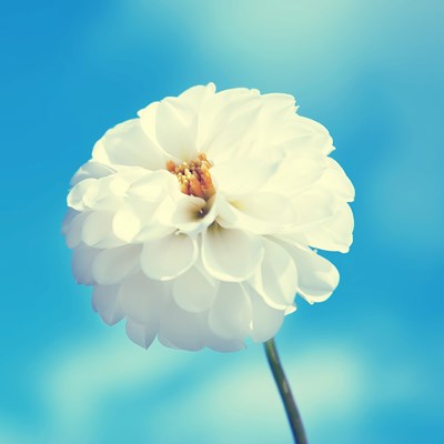 Imagem de perfil do usuário Ana Vladia
