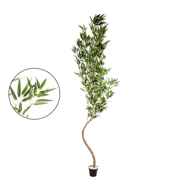 ÁRVORE BAMBU MOSSÔ 2,54 M COM VASO