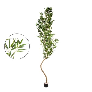 ÁRVORE BAMBU MOSSÔ 2,54 M COM VASO