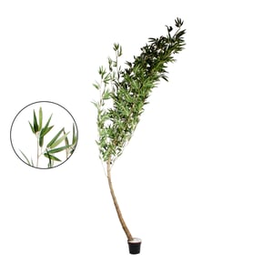 ÁRVORE BAMBU MOSSÔ 2,85 M COM VASO