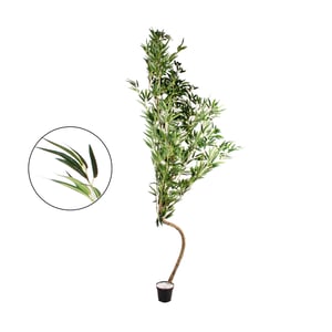 ÁRVORE BAMBU MOSSÔ 2,54 M COM VASO