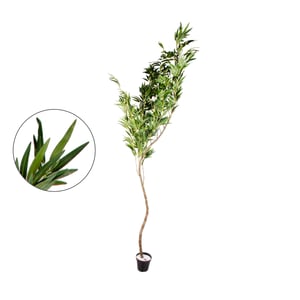 ÁRVORE BAMBU MOSSÔ 2,24 M COM VASO