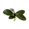 FOLHA ORQUÍDEA FALENÓPOLIS X5 28 CM COM RAÍZ 