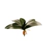 FOLHA ORQUÍDEA FALENÓPOLIS X5 25 CM COM RAÍZ