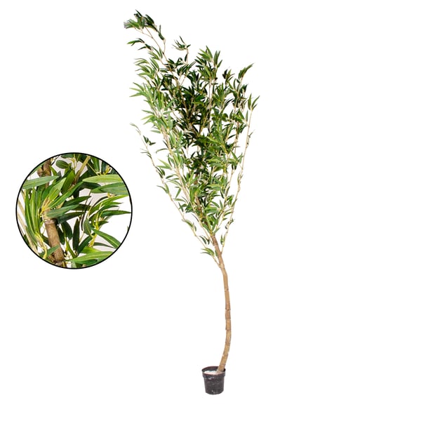 ÁRVORE BAMBU MOSSO 2,75 M COM VASO