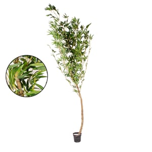 ÁRVORE BAMBU MOSSO 2,75 M COM VASO