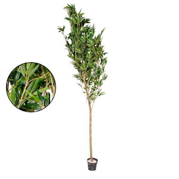 ÁRVORE BAMBU MOSSO 2,70 M COM VASO