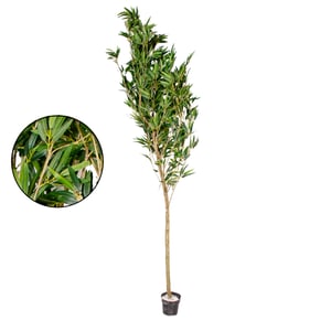 ÁRVORE BAMBU MOSSO 2,70 M COM VASO